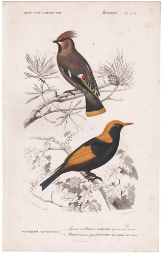 Bohemian Waxwing, Regent Bowerbird